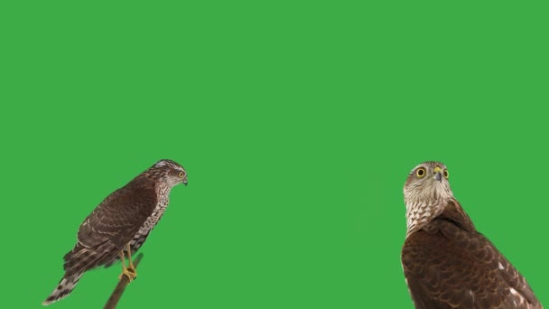 Deux Hawk Sur Écran Vert — Video