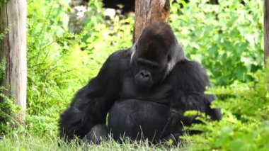 gorila eating a willow twig against the background of the forest
