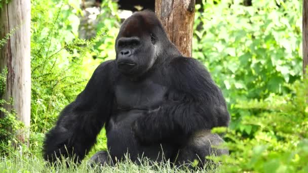 Gorila Eating Willow Twig Background Forest — Vídeo de Stock