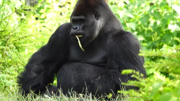 Gorila Come Comida Insípida Amarga Cámara Lenta — Vídeo de stock