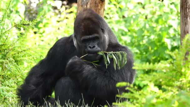 Gorila Come Comida Insípida Amarga Câmera Lenta — Vídeo de Stock
