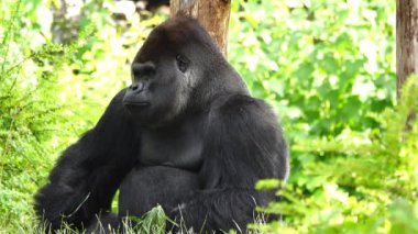 gorila eating a willow twig against the background of the forest, slow motion
