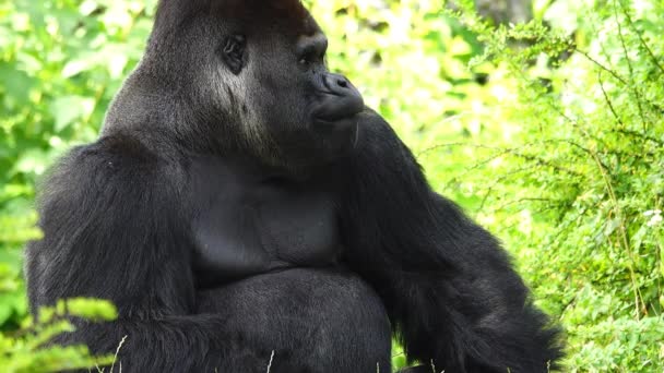 Gorilla Eszik Íztelen Keserű Ételek Lassított Felvétel — Stock videók