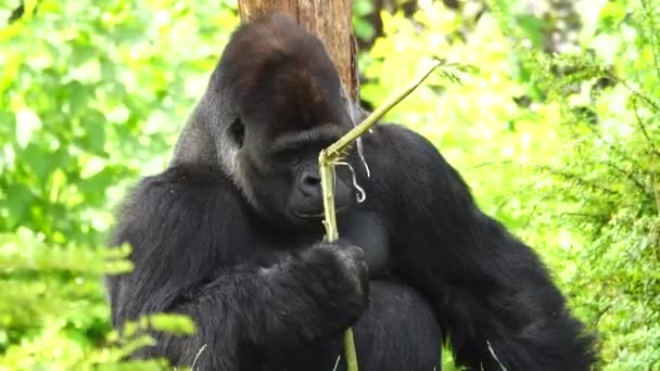 Gorilla Eet Smakeloos Bitter Voedsel — Stockvideo