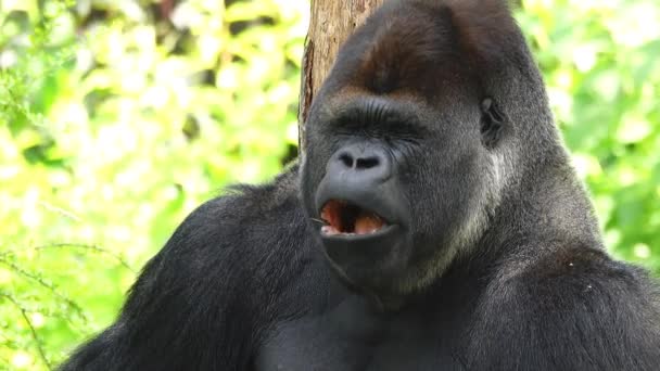 Gorila Come Comida Insípida Amarga Câmera Lenta — Vídeo de Stock