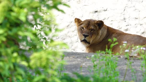 夏に陰に横たわる獅子 — ストック動画