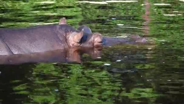 Large Hippo Lying Water — Stock Video