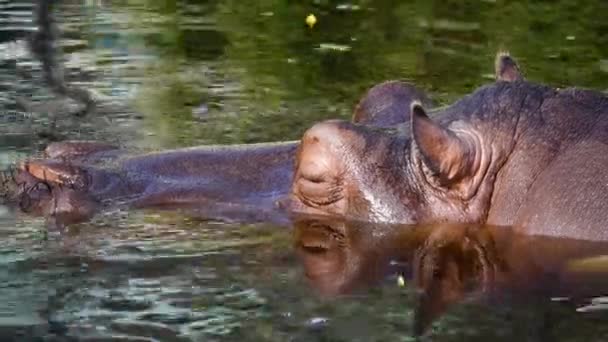 Grand Hippopotame Couché Dans Eau — Video