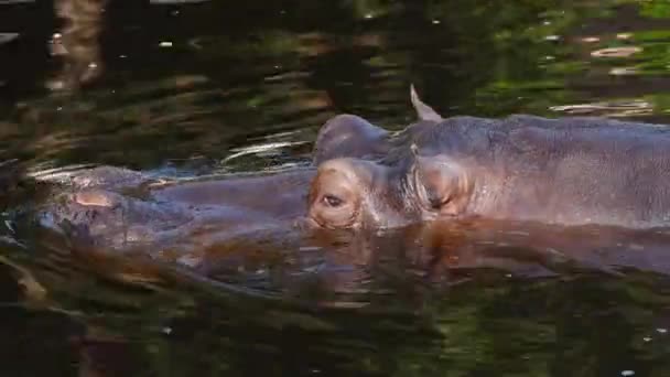 Large Hippo Lying Water Slow Motion — Stock Video