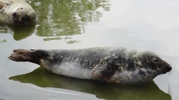 Rustende Zeehond Een Achtergrond Van Water — Stockvideo