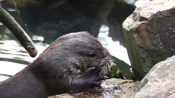 Otter Eten Zijn Voedsel Close — Stockvideo