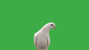 yakın plan beyaz güvercinler yeşil ekranda