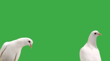 yakın plan beyaz güvercinler yeşil ekranda