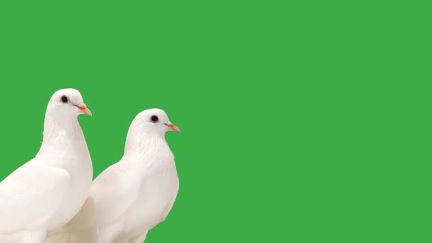 Nahaufnahme Weißer Tauben Auf Einem Grünen Bildschirm — Stockvideo