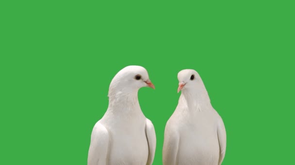 Close White Doves Green Screen — Stock Video