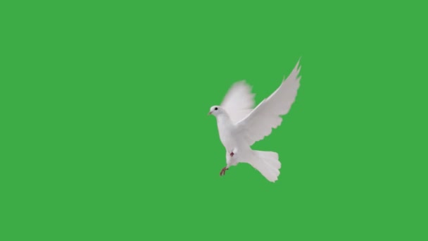 Zbliżenie Białe Gołębie Zielonym Ekranie — Wideo stockowe