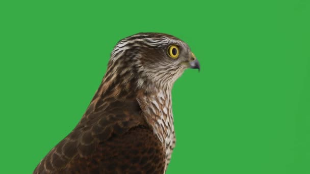 Hawk Ecran Verde Mișcare Lentă — Videoclip de stoc