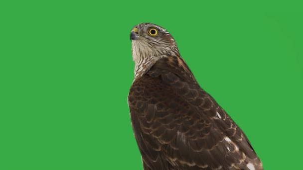 Hawk Sur Écran Vert Ralenti — Video