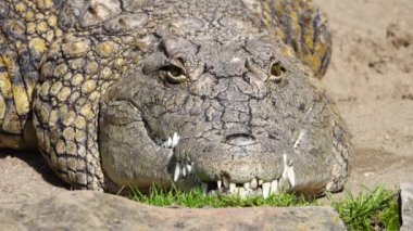 Nil timsahı (Crocodylus niloticus) ağzı açık.