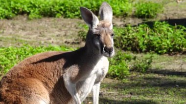 Büyük kırmızı kanguru (makropus rufus) yakın çekim
