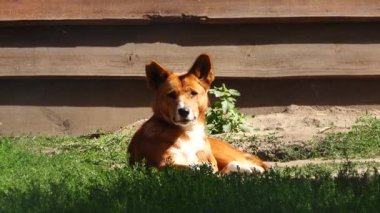 Avustralya dingosu (canis dingo) yeşil çimlerin üzerinde uzanır