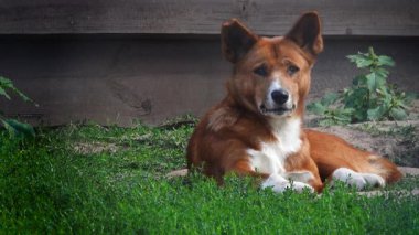 Avustralya dingosu (canis dingo) yeşil çimlerin üzerinde uzanır