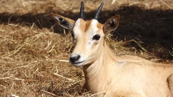 Baby Scimitar Oryx Oryx Dammah Επίσης Γνωστό Κερασφόρος Ορύξ Και — Αρχείο Βίντεο