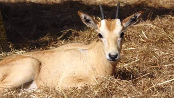 Baby Scimitar Oryx Oryx Dammah Επίσης Γνωστό Κερασφόρος Ορύξ Και — Αρχείο Βίντεο