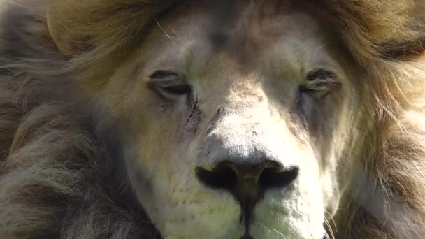 Beyaz Aslan Kameraya Bakar Göz Kırpar Kapat — Stok video