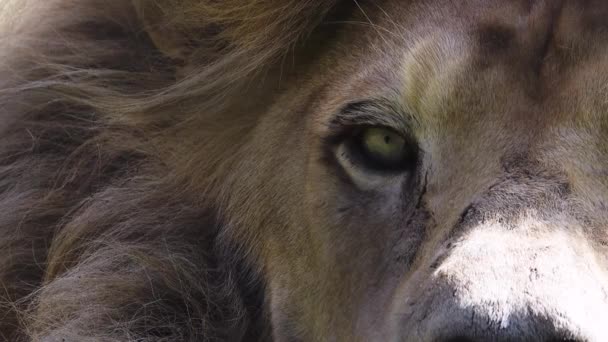 Lion Blanc Regarde Caméra Clignote Gros Plan Ralenti — Video
