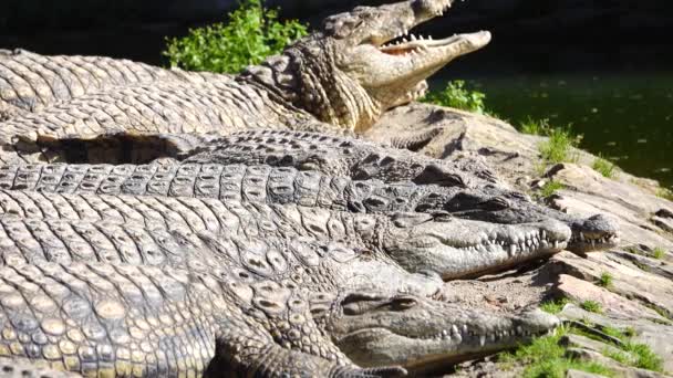Nile Crocodile Crocodylus Niloticus Open Mouth — Stock Video