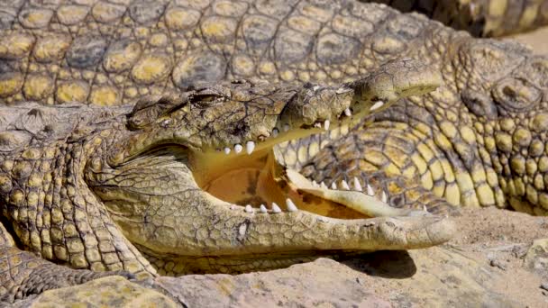Nil Timsahı Crocodylus Niloticus Ağzı Açık — Stok video