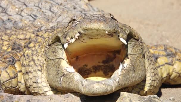 Nilkrokodil Crocodylus Niloticus Mit Offenem Maul — Stockvideo