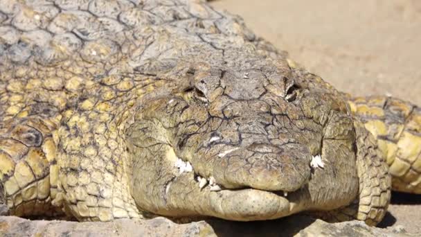 Nilkrokodil Crocodylus Niloticus Großaufnahme Zeitlupe — Stockvideo