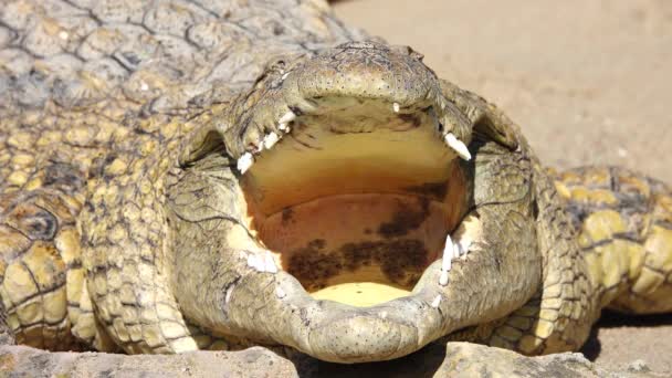Krokodýl Nilský Crocodylus Niloticus Otevřenými Ústy Zpomalený Pohyb — Stock video