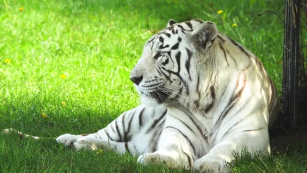 Tigre Branco Encontra Grama Verde — Vídeo de Stock