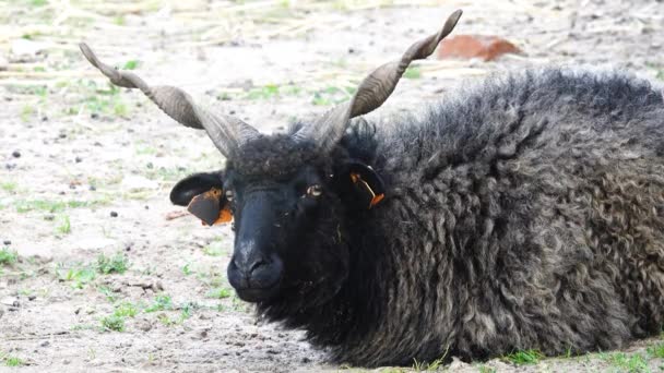 Домашние Овцы Ovis Aries Лежат Земле — стоковое видео