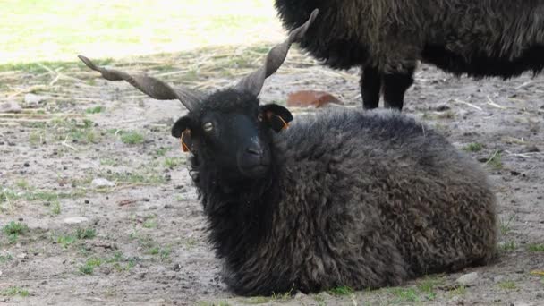 Κατοικίδια Πρόβατα Ovis Aries Που Βρίσκονται Στο Έδαφος — Αρχείο Βίντεο