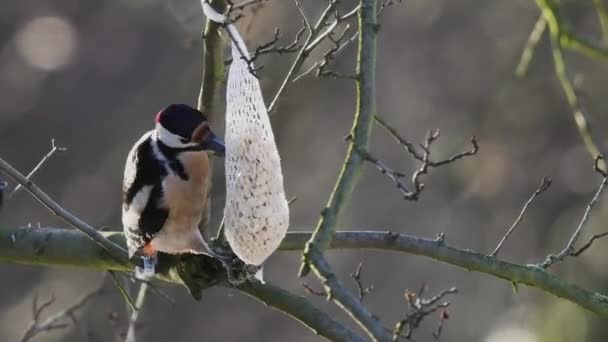 啄木鸟从喂食器那里取食 — 图库视频影像