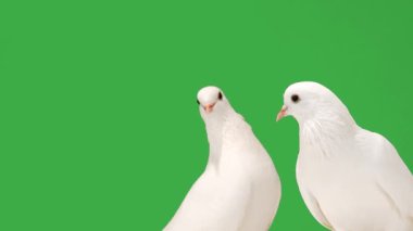 yakın plan beyaz güvercinler yeşil ekranda
