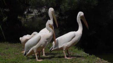 Bir gölün kıyısında dört pelikan.