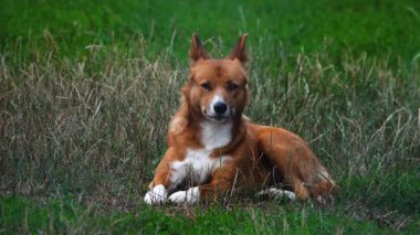 Vahşi köpek Avustralya dingosu yeşil çimlerin üzerinde dinleniyor.