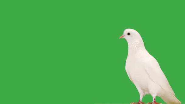 Portret Białego Gołębia Zielonym Ekranie — Wideo stockowe