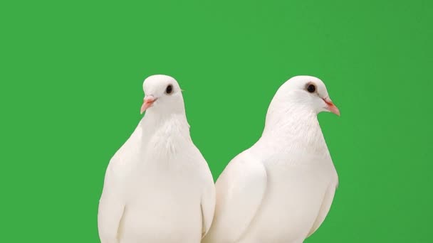 在绿色屏幕上的特写白鸽 — 图库视频影像