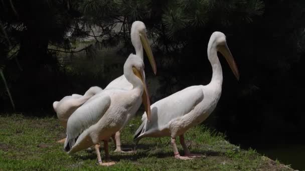 Four Pelicans Shore Pond — Stock Video
