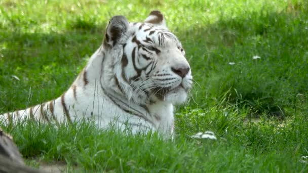 Белый Тигр Покоится Зеленой Траве — стоковое видео