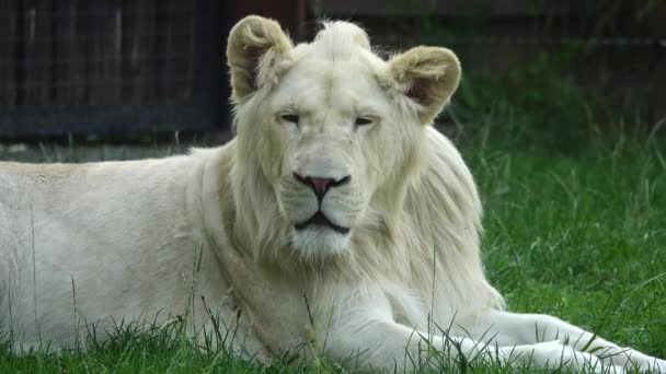 白い獅子はカメラを見て緑の草の上に横たわっている — ストック動画