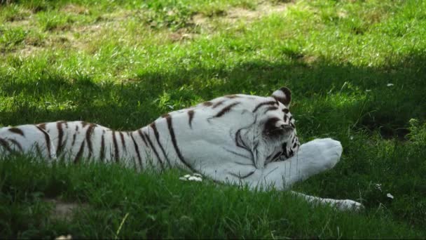 Λευκή Τίγρης Αναπαύεται Στο Πράσινο Γρασίδι — Αρχείο Βίντεο
