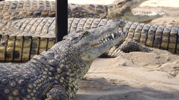 Nile Crocodile Open Mouth Basking Sun Slow Motion — Stock Video