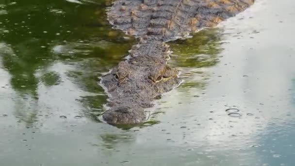 Coccodrillo Del Nilo Nuota Lungo Fiume — Video Stock